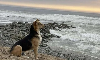 Chú chó ngày nào cũng ra biển ngồi đợi người chủ sẽ không bao giờ trở về, ai cũng xúc động