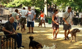 “Tai nạn” trớ trêu nhất trong tự nhiên: Con rắn cố ăn con nhím nhưng nhận hậu quả nặng nề