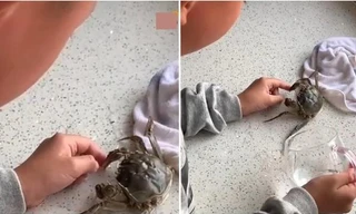 Bị cua cắp nhưng không muốn mẹ cắt càng cua, cậu bé 10 tuổi cố chịu đau để dỗ cua nhả ra