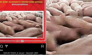 Làm mờ mặt những chú heo trong ảnh kèm bài về dịch tả heo, trang tin Malaysia bị chế giễu