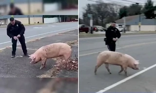 Chú heo xổng chuồng khiến cảnh sát đuổi theo suốt 30 phút, chuyện thật mà như phim hài