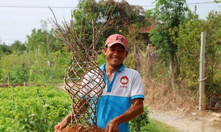 Chàng trai 9x uốn mai vàng thành lộc bình tiền triệu 'cháy’ hàng dịp Tết