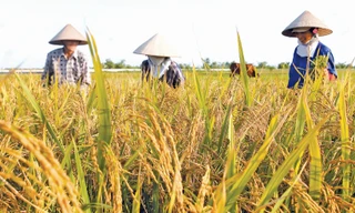 Lần đầu tiên Việt Nam đoạt giải gạo ngon nhất thế giới