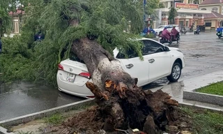 Cây me bật gốc đè lên ô tô 4 chỗ.