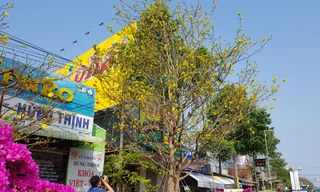 Mai vàng trên trăm tuổi, giá 2,4 tỷ xuất hiện ở Cần Thơ