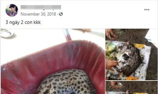  Dân quân xã giết nhiều mèo rừng quý hiếm rồi lên Facebook 'khoe' chiến tích