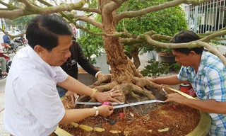 Mục kích cây mai trên 150 tuổi giá tiền tỷ ở Cần Thơ