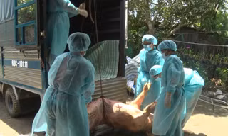 Địa phương thứ 4 ở miền Tây xuất hiện dịch tả lợn châu Phi