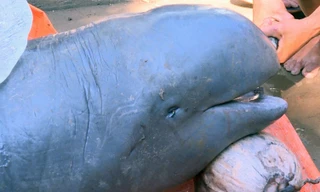  Ngư dân bắt được cá lạ nặng 150 kg trên sông Cổ Chiên 