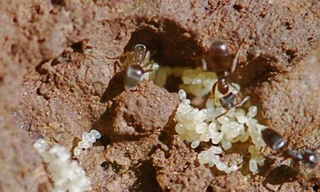 Tinh chất trong trứng kiến gai đen giúp tăng cường sức khỏe (Ảnh Internet)