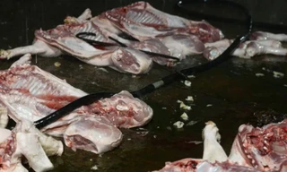 Bắt giữ chủ cơ sở giết mổ, phân phối thịt lợn nhiễm dịch tả châu Phi cho các chợ đầu mối, quán ăn ở Hà Nội