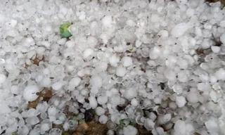 Mưa đá làm rụng hơn 150 ha mận, xoài của nông dân Yên Châu