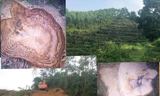 Hàng chục nghìn m2 rừng phòng hộ bị máy xúc san ủi thành bãi đất trống, nhiều cây cổ thụ bị đốn hạ.