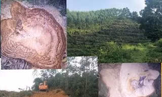 Hàng chục nghìn m2 rừng phòng hộ bị máy xúc san ủi thành bãi đất trống, nhiều cây cổ thụ bị đốn hạ.