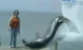 Thủy quái lên bờ, nuốt trọn chú chó con