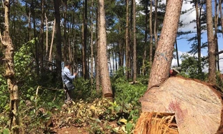 Nhiều cây thông hàng chục năm tuổi bị đốn hạ.