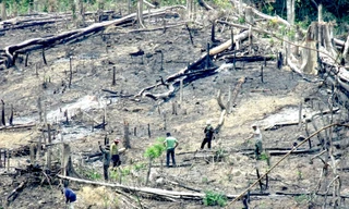 Đất của tỉnh Gia Lai cho các công ty thuộc Binh đoàn 15 thuê bị lấn chiếm. Ảnh chụp năm 2014