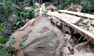 Thân gỗ dổi một người ôm bị cắt hạ