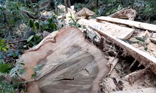 Thân gỗ dổi một người ôm bị cắt hạ