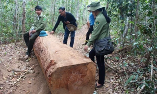 Huyện Chư Păh có nhiều lâm sản, là “miếng mồi” đầu tiên của các đối tượng lâm tặc nhòm ngó