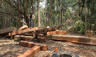 Một vụ phá rừng qui mô lớn trên địa bàn huyện Krông Pa