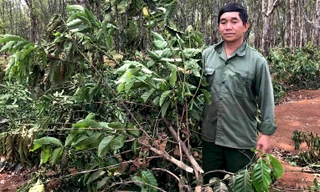 Người dân làng O Ngó sót của khi hàng nghìn cây cà phê chuẩn bị cho thu hoạch bị chặt đứt gốc