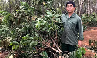 Người dân làng O Ngó sót của khi hàng nghìn cây cà phê chuẩn bị cho thu hoạch bị chặt đứt gốc