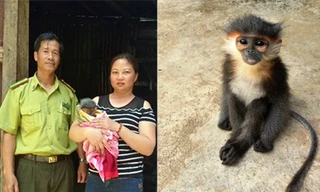 Chị Đào Thị Thanh giao voọc chà vá chân đen cho kiểm lâm