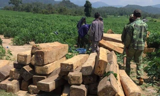 Các đối tượng lâm tặc uy hiếp lực lượng chức năng rồi cướp gỗ tang vật