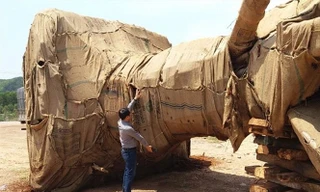 Ba cây khủng xuyên Việt: Không phát hiện được vì lực lượng quá mỏng?