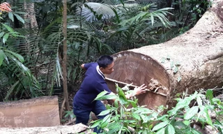 Nhiều thân gỗ khổng lồ bị đốn hạ xẻ sập cách địa điểm 12 thân gỗ dổi bị đốn hạ khoảng 1km