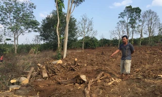 Hiện trường khai thác cây đa siêu 'khủng' tại Đắk Lắk