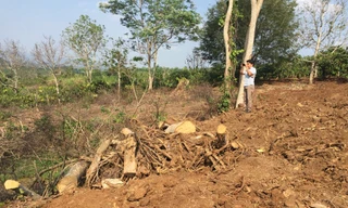 Tiết lộ hành trình ra Bắc của cây đa siêu 'khủng' quê Đắk Lắk