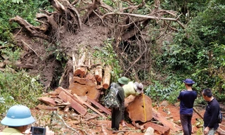 Cây giáng hương cổ thụ đã bị lâm tặc đốn hạ, mang đi nhiều lóng gỗ