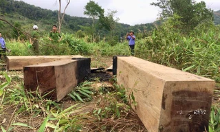 Một vụ khai thác lâm sản trái phép mà báo chí phát hiện ở huyện Ia Pa