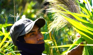 Anh Kim (27 tuổi, dân tộc Ba Na, ở xã Hra, huyện Mang Yang, Gia Lai) phải bịt mặt, đội mũ để hái đót