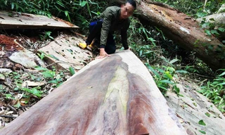 Một lóng gỗ lớn bị lâm tặc bỏ lại giữa cánh rừng thuộc xã Sơn Lang