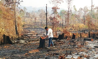 Hiện trường vụ phá rừng tại biên giới huyện Ia Grai