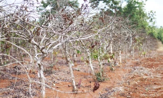Cà phê của người dân xã Ia Pal, huyện Chư Sê đã chết khô vì thiếu nước
