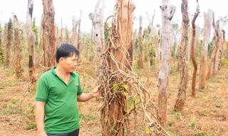 Hơn 5.000 trụ tiêu gia đình anh Trần Xuân Thịnh (huyện Chư Sê) bị chết rụi.
