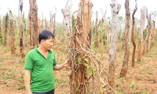 Hơn 5.000 trụ tiêu gia đình anh Trần Xuân Thịnh (huyện Chư Sê) bị chết rụi.