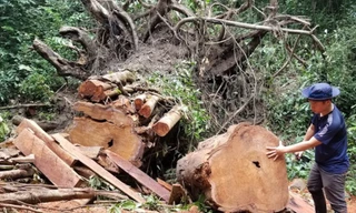 Hiện trường vụ lâm tặc đốn hạ 4 cây giáng hương cổ thụ tại huyện Kbang vào cuối năm 2020.