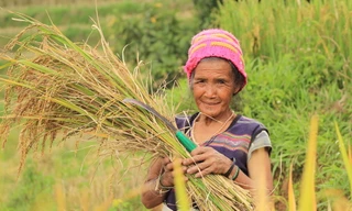 Đồng bào Xê Đăng ở xã Măng Ri gặt lúa