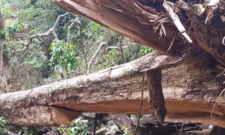 Một cây giáng hương bị lâm tặc cắt hạ ở rừng Kbang.