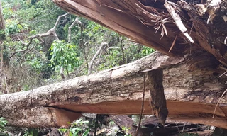 Một cây giáng hương bị lâm tặc cắt hạ ở rừng Kbang.