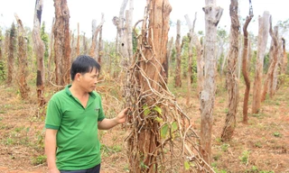 Vườn tiêu nhà anh Trần Xuân Thịnh (thôn Phú Hà, xã Ia Blứ) bị chết rụi