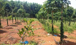 Đất rừng bị lấn chiếm để trồng cây ăn trái