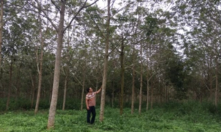 Đất công được cấp sổ đỏ cho bà Thoại đã được trồng cao su