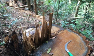 Cây gỗ vừa bị cắt hạ còn ứa nhựa