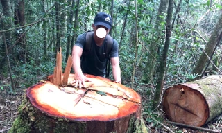 Một vụ phá rừng mà báo Tiền Phong phản ánh tại Kon Tum